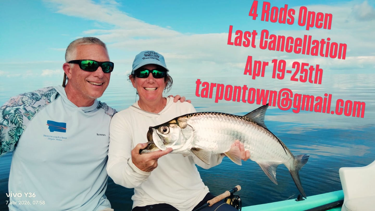 Dont let this one go. Email to tarpontown@gmail.com or call +52 981 133 2135. We have 4 slots for tarpon addicts next week at a very special rate for an semi-all inclusive tarpon fishing experience. #lastminutecancellation #flyfishing #yucatanlastminute #tarpontown #tarpontownanglers